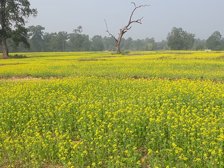 किसानले मूलाको विकल्पमा तोरी लगाउन थाले